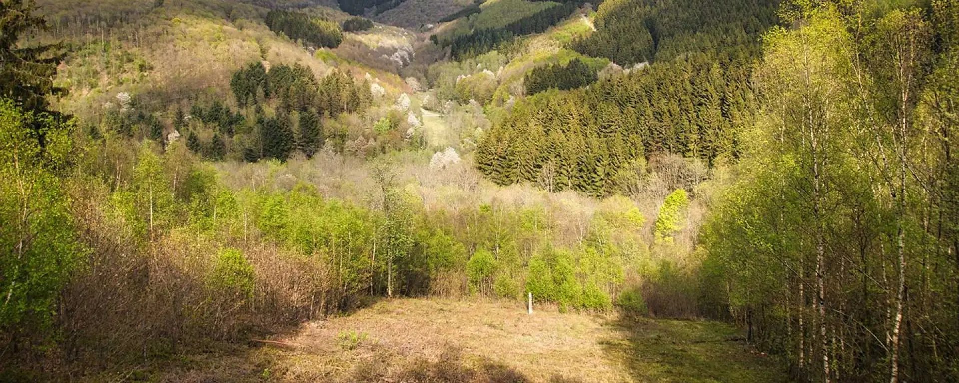 Blick über Wald und Hügel im Siegerland