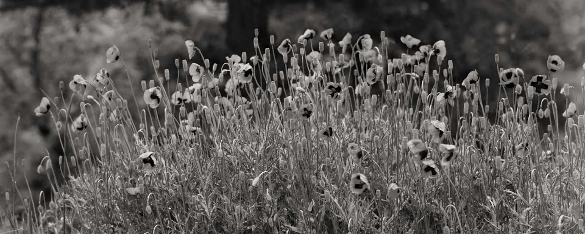 Mohnblumen am Feldrand